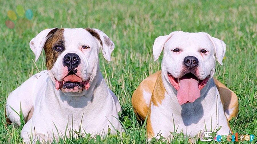 Amerikan Bulldog Temel Eğitimi ve Tuvalet Eğitimi