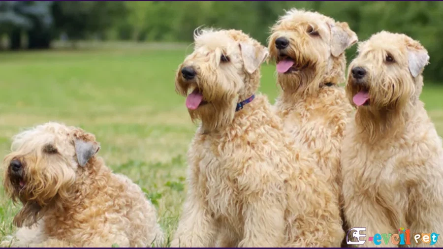 Soft Coated Wheaten Terrier Karakter Özellikleri