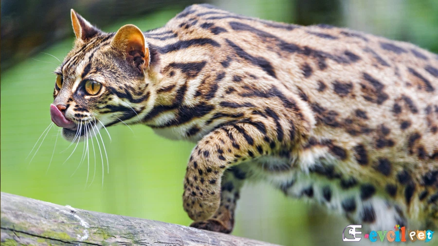 Bengal Genetik Sağlık Sorunları