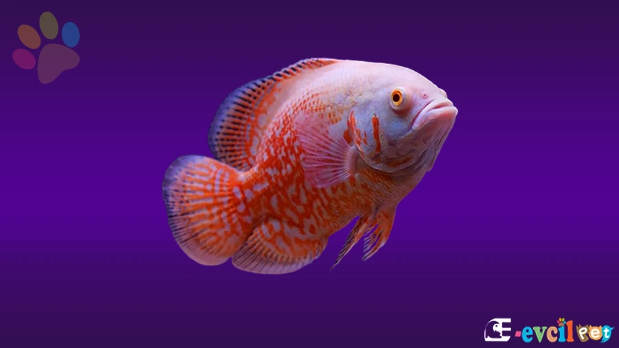 Astronot - Oscar Balığı