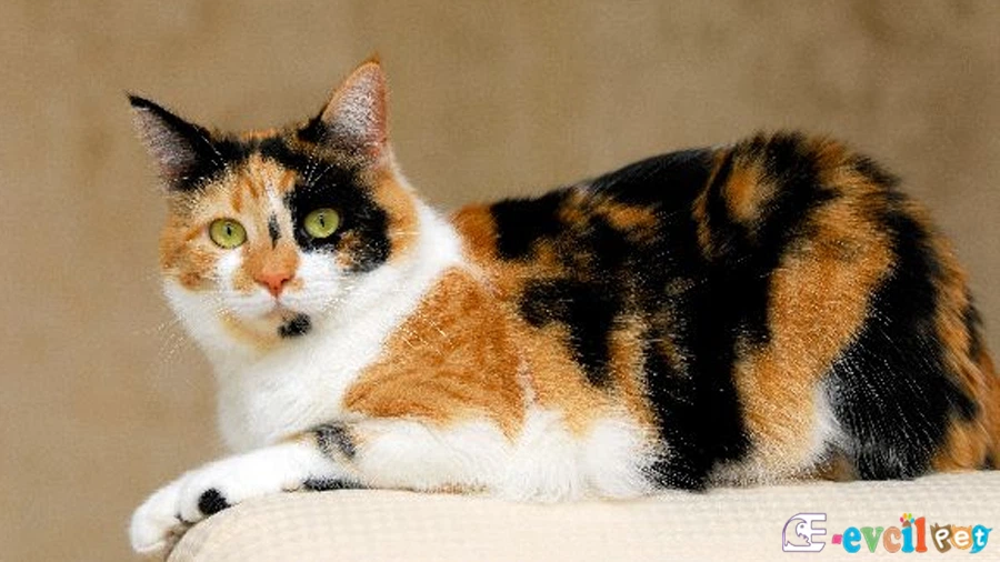 Calico (Patiska) Kedisi