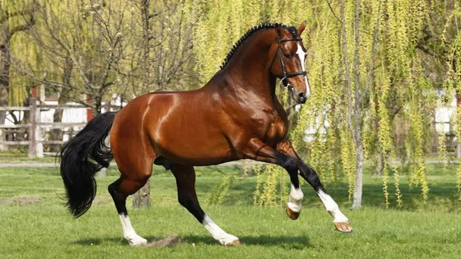 Thoroughbred Atı Asil