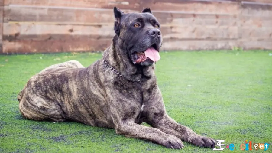 Cane Corso Bakım ve Beslenme