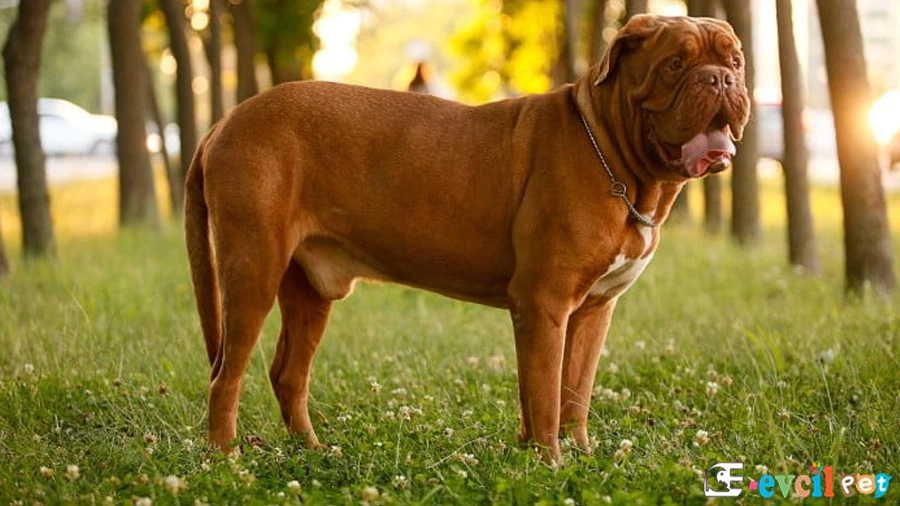 Fransız Mastiff Ağaçların arasında ayakta