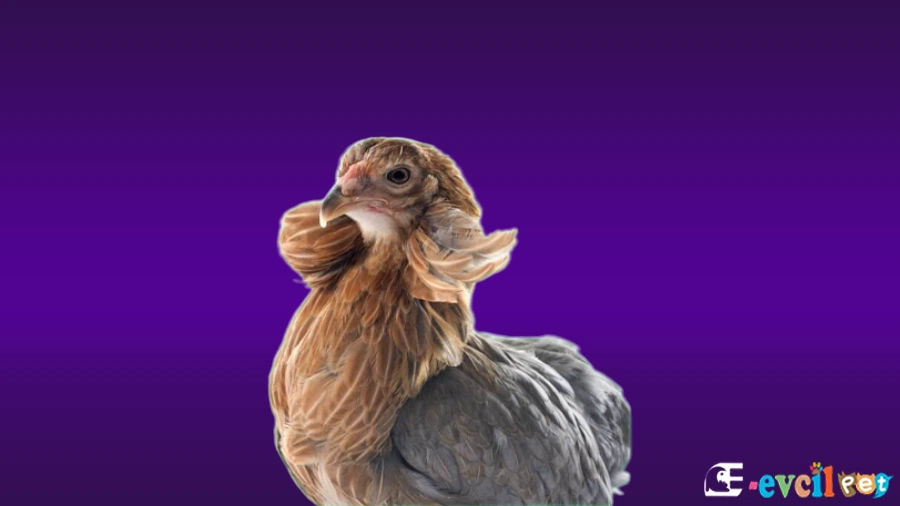 Araucanas Tavuk Üremesi ve Kuluçkalık Yumurta