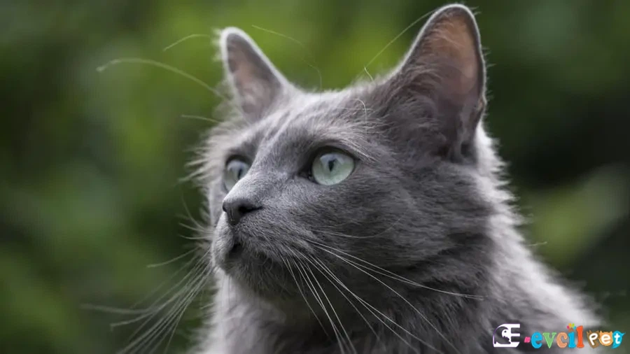 Nebelung Kedisi