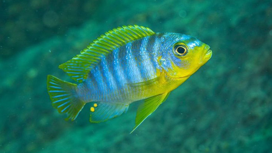 Metriaclima aurora Akvaryumu