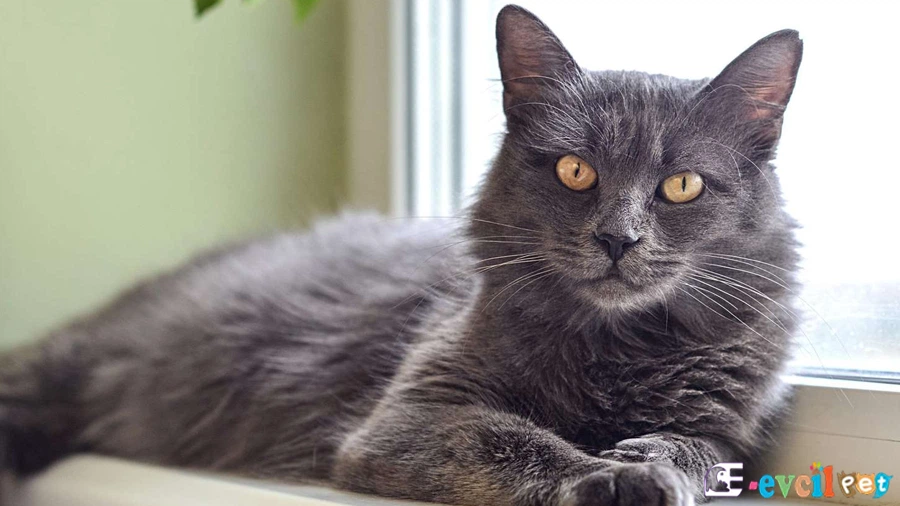 Nebelung Kedisi