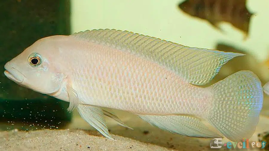 Neolamprologus Modestus Erkek