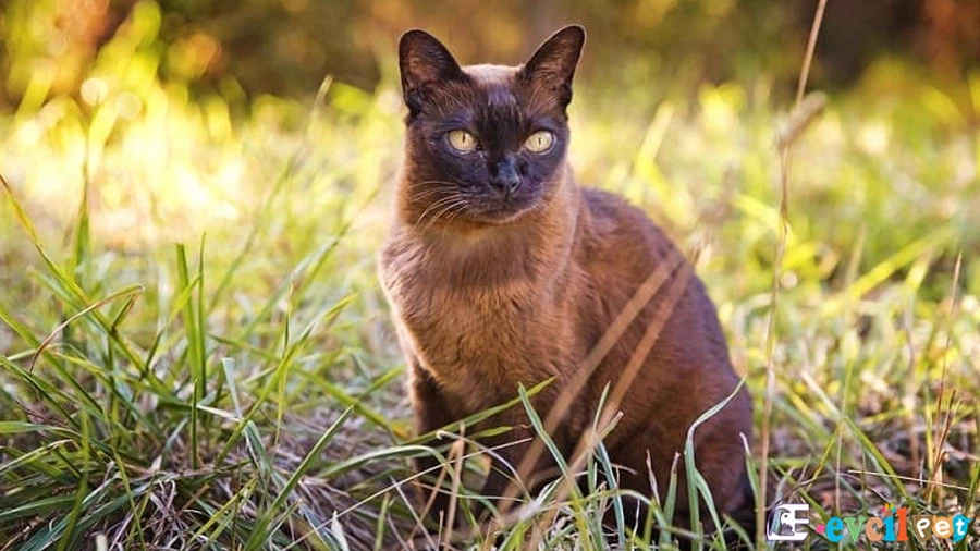 Havana Brown Temel Eğitimi ve Tuvalet Eğitimi