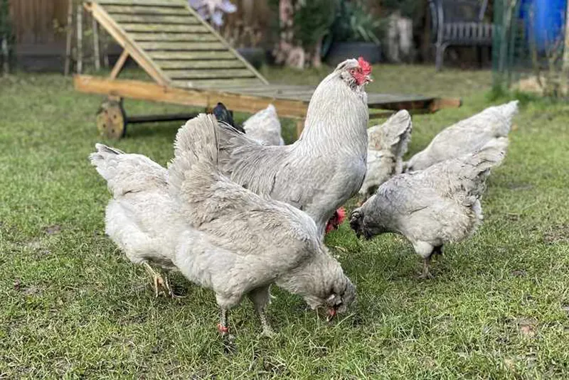 Araucanas ( Yeşil Yumurtacı )