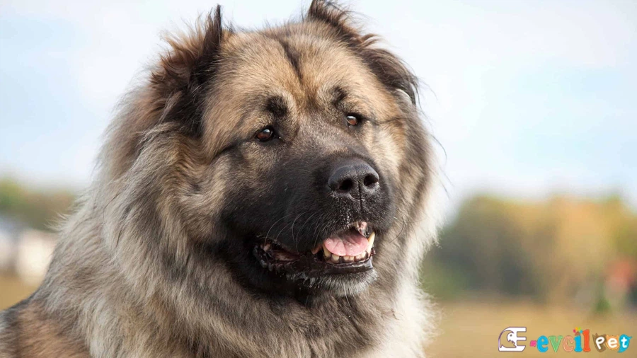 Kafkas Çoban Köpeği (Caucasian Shepherd Dog)