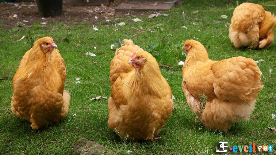 Orpington Tavuk Kümesi