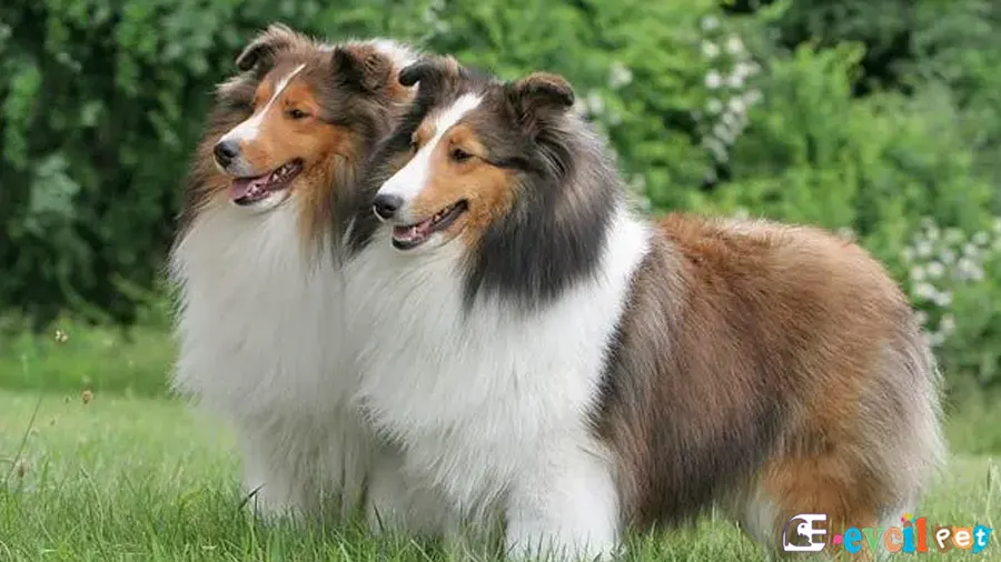 Shetland Çoban Köpeği 2 Tane