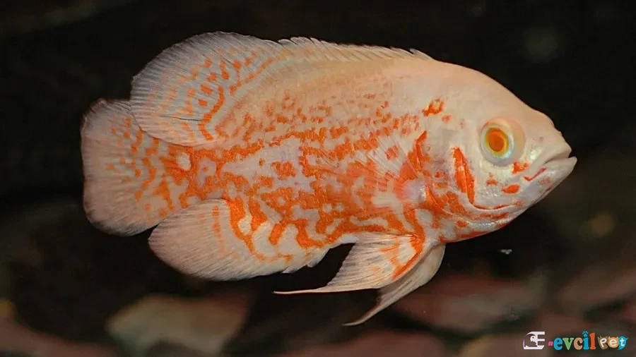Albino Red Nemo Oscar (Astronotus ocellatus)