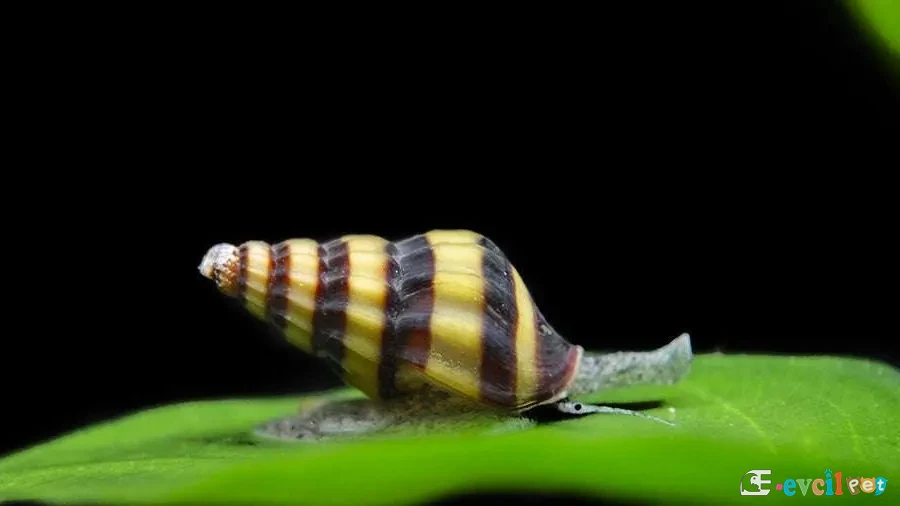 Anentome helena Bitki üzerinde