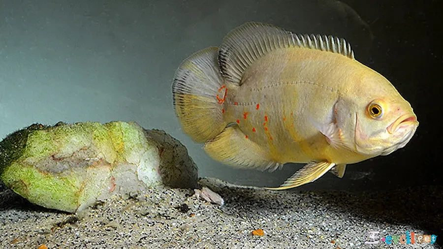 Astronotus ocellatus1