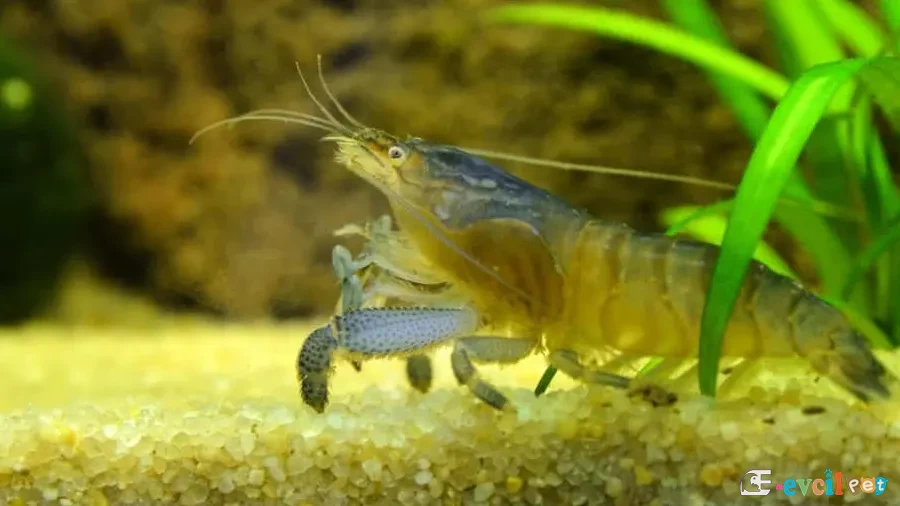 Atya gabonensis (Vampir karides) 1