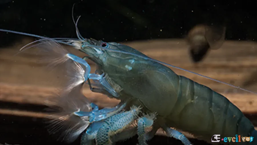 Atya gabonensis (Vampir karides) 2