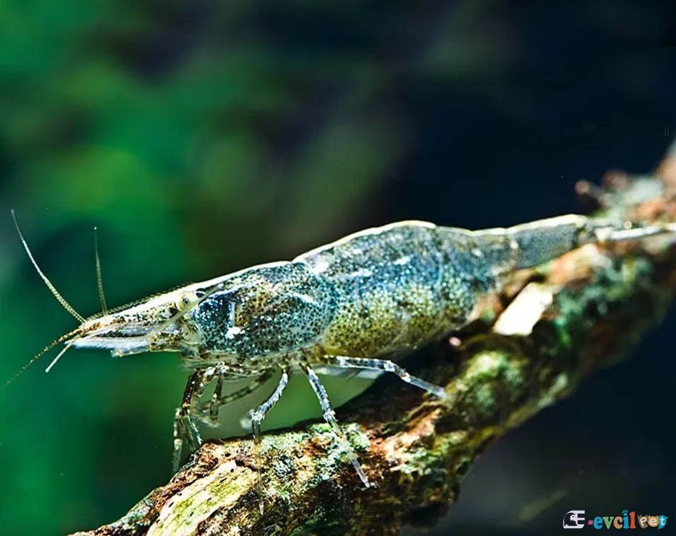 Atyaephyra desmaresti Karides 1