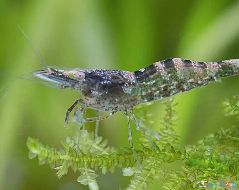 Atyaephyra desmaresti Karides 2