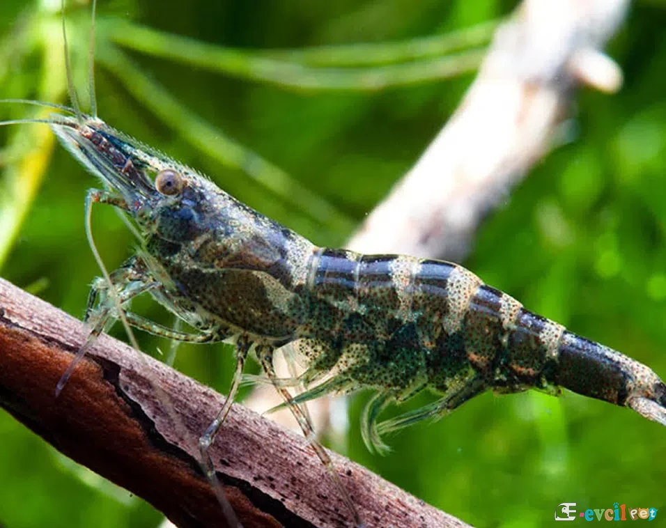 Atyaephyra desmaresti Karides 3