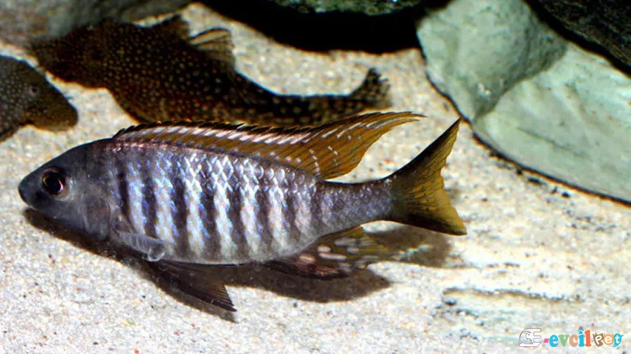 Aulonocara aquilonium akvaryumu