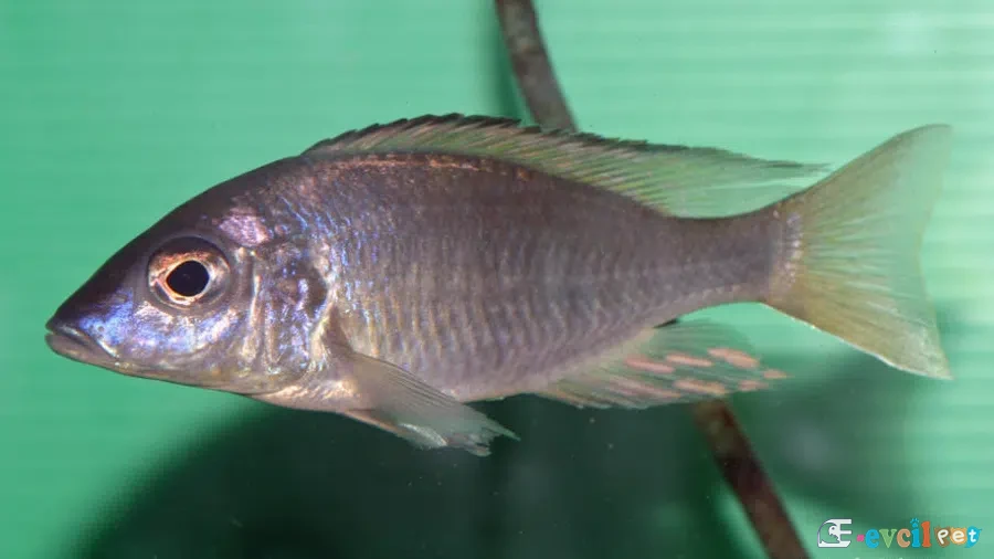 Aulonocara aquilonium Dişi