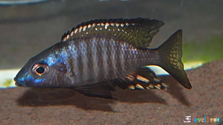 Aulonocara aquilonium Erkek