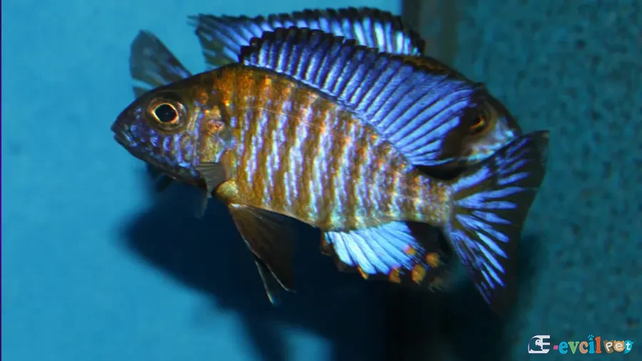 Aulonocara ethelwynnae Erkek