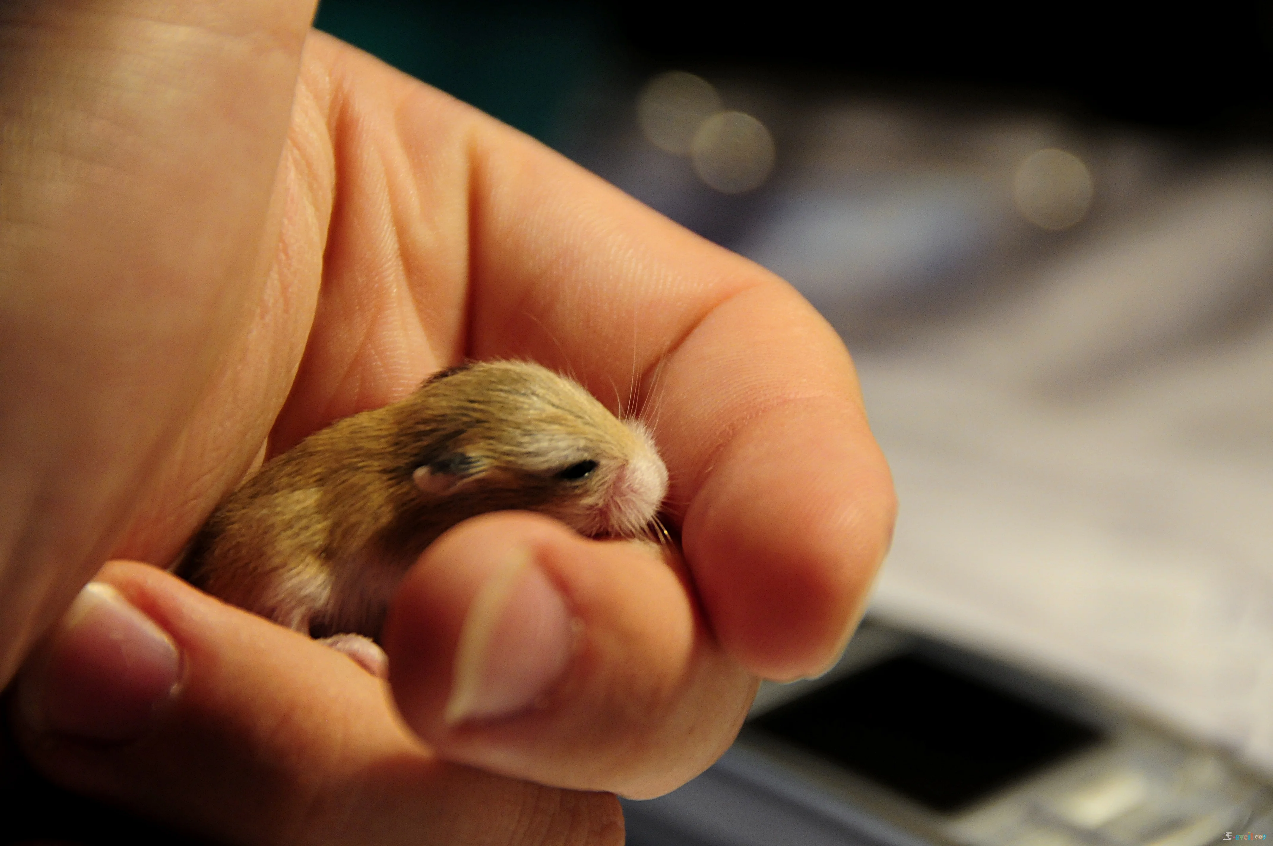 bebek Roborovski hamster