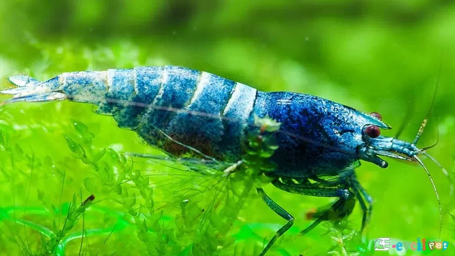 Caridina cf. cantonensis Blue Bolt 2
