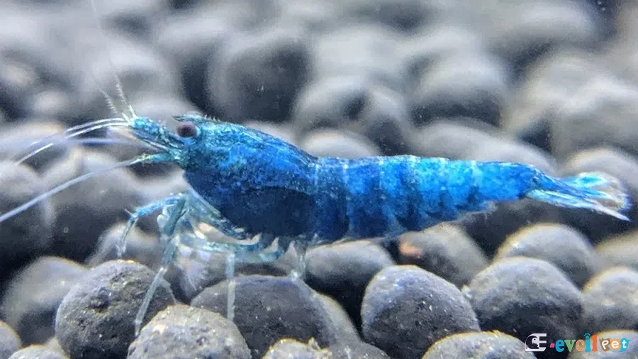 Caridina cf. cantonensis Blue Bolt 3