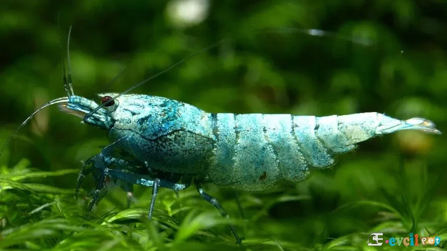 Caridina cf. cantonensis Blue Bolt 4