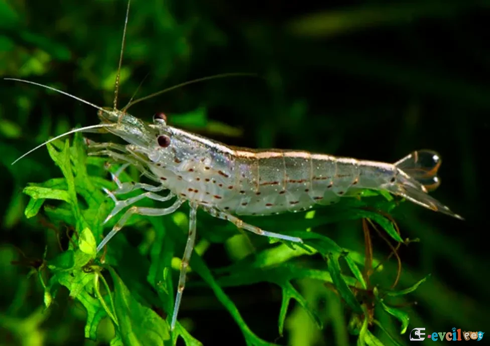 Caridina japonica (Çim Karidesi) Canlı Bitkili