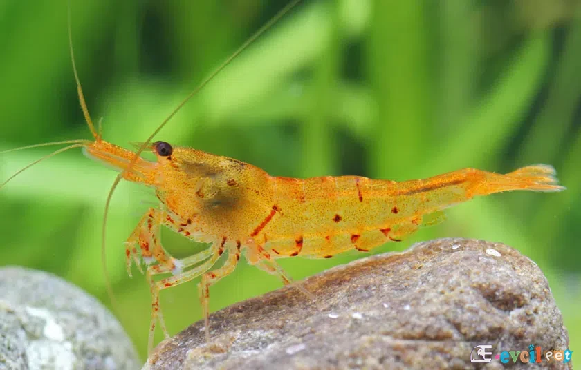 Caridina serrata (Arı Karidesi) Bitkili Tank