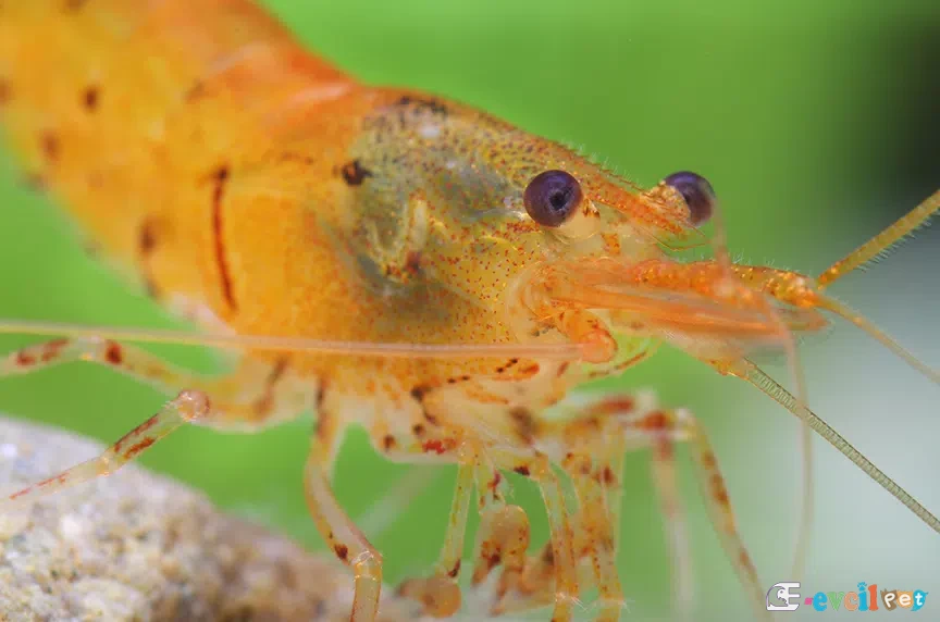 Caridina serrata (Arı Karidesi) Yakın Çekim