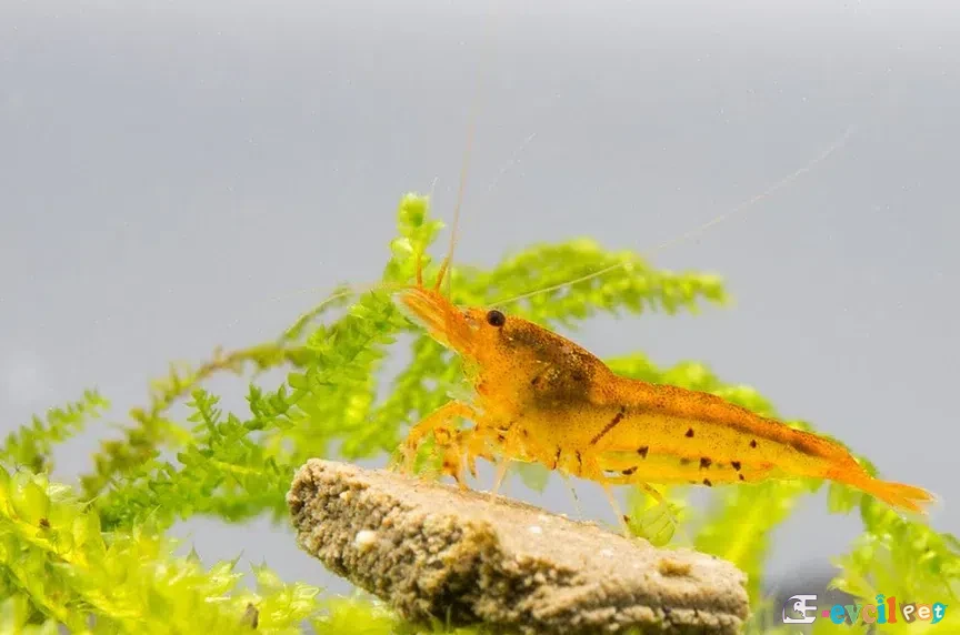 Caridina serrata (Arı Karidesi) Kaya Üstünde NEt