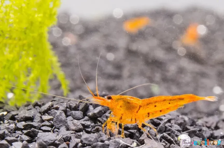 Caridina serrata (Arı Karidesi) Lav Kırığı Kum üzerinde