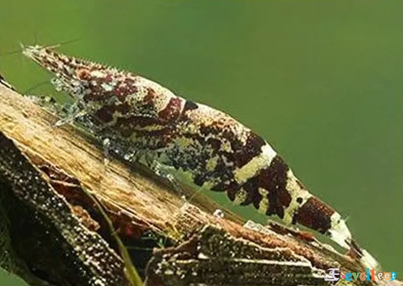 Caridina serratirostris (Ninja Karides) 2