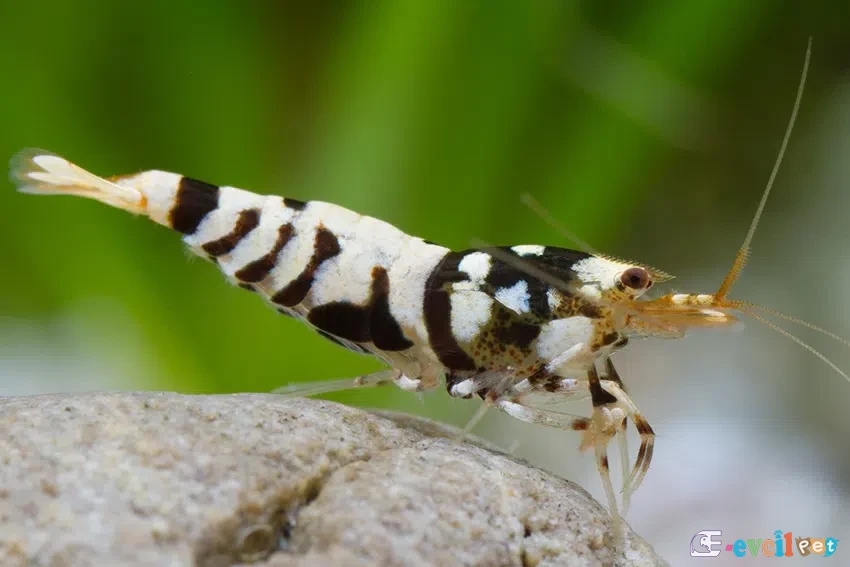 Caridina sp Fancy Tiger