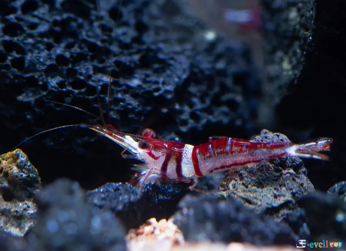 Caridina spongicola (Harlequin - Soytarı Karides) 3
