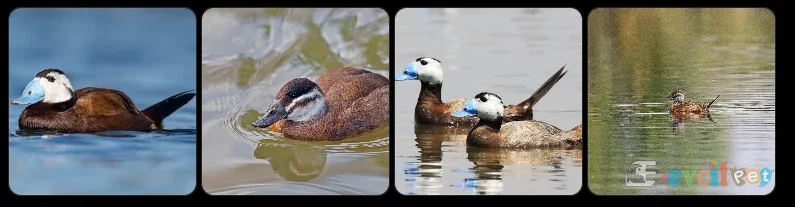 Dikkuyruk ördek (Oxyura leucocephala), dik kuyruğu ve mavi gagasıyla sulak alanda görülen nadir ördek türü