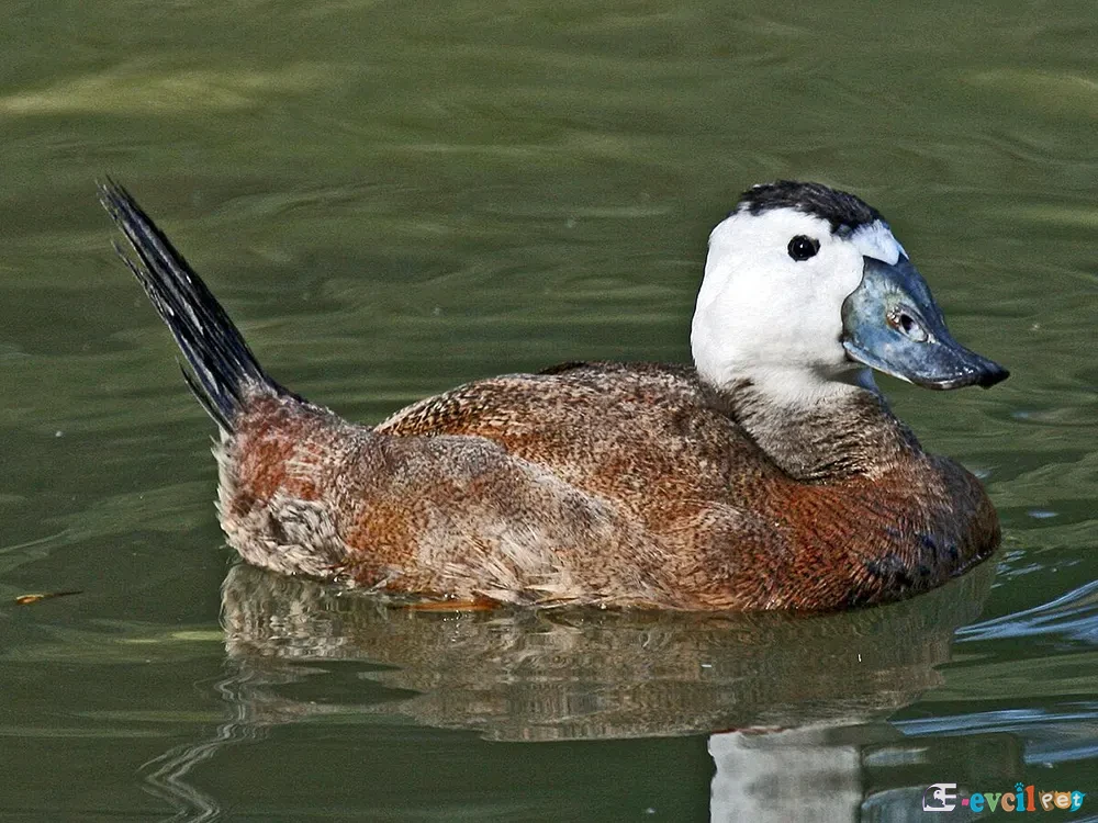 Dikkuyruk (Oxyura leucocephala) 1