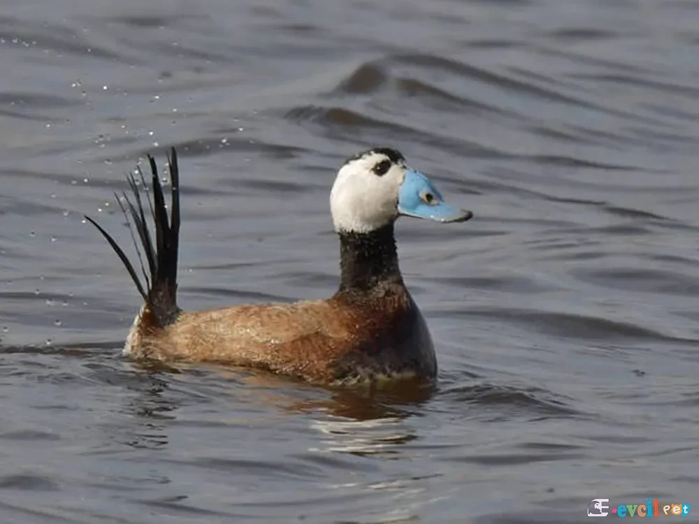 Dikkuyruk (Oxyura leucocephala) 2