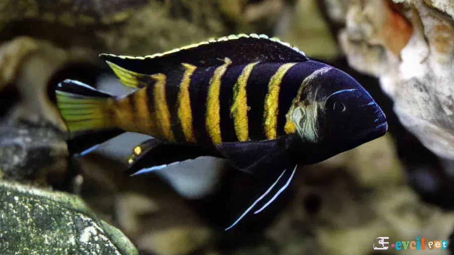 Elongatus Bee Akvaryumu