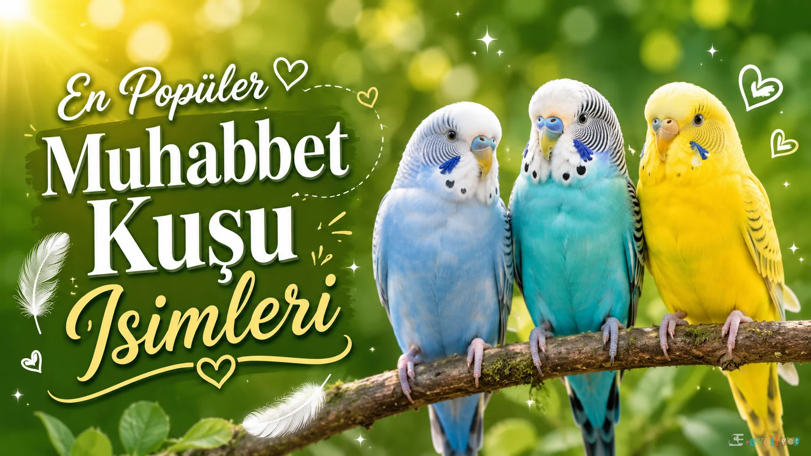 En popüler muhabbet kuşu isimleri için hazırlanmış, mavi, turkuaz ve sarı muhabbet kuşlarının yer aldığı dikkat çekici blog görseli.