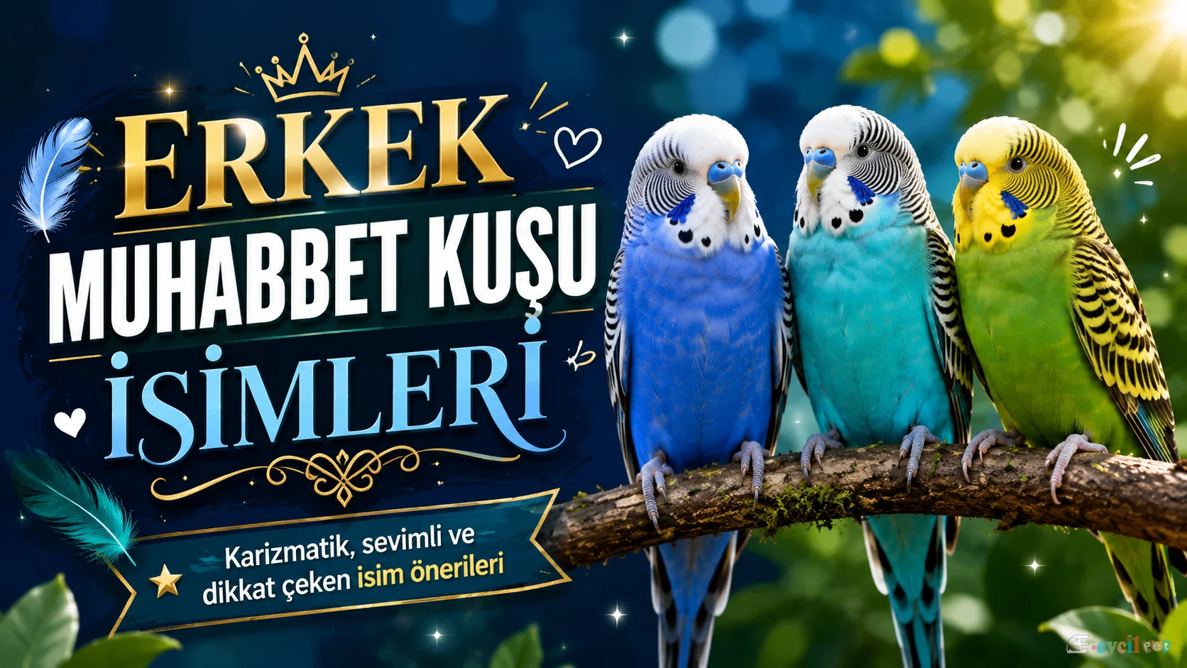 Erkek muhabbet kuşu isimleri için hazırlanmış, mavi, turkuaz ve yeşil tonlarda erkek muhabbet kuşlarının yer aldığı dikkat çekici blog görseli.