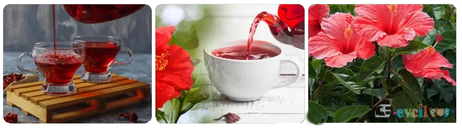 Hibiskus (Doğal Detoks Bitkisi)
