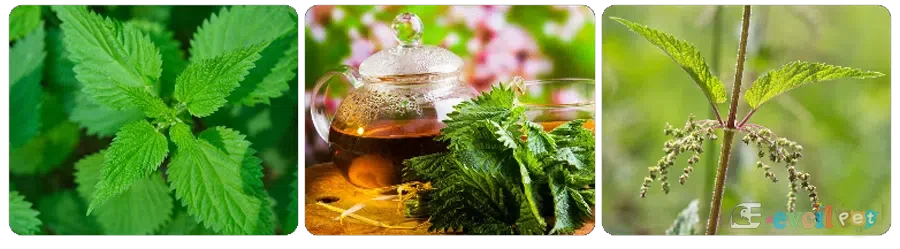 Isırgan Otu (Vitamin Deposu)